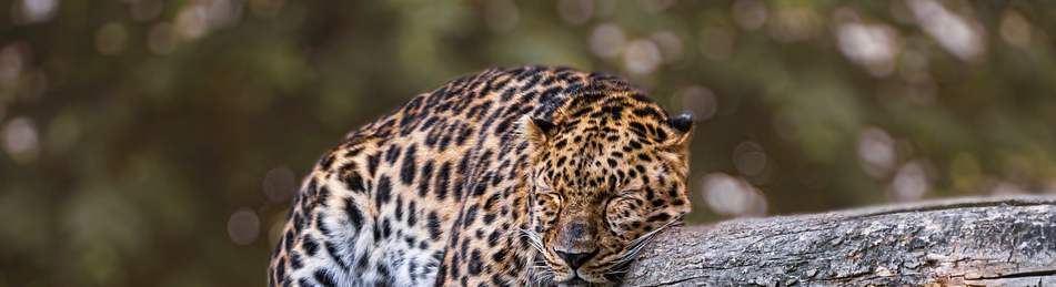 Jaguar animaux du Costa Rica