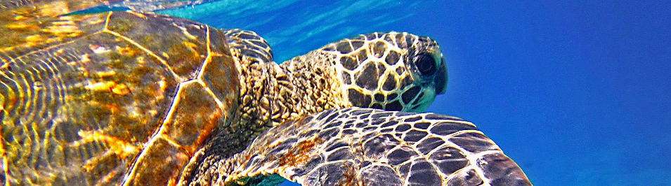 tortue marine animal du Costa Rica