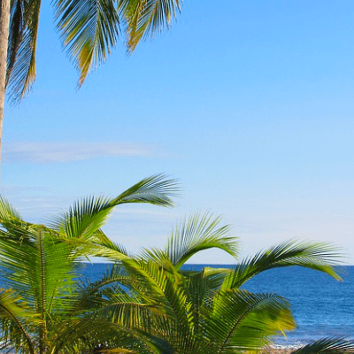 palmier et océan